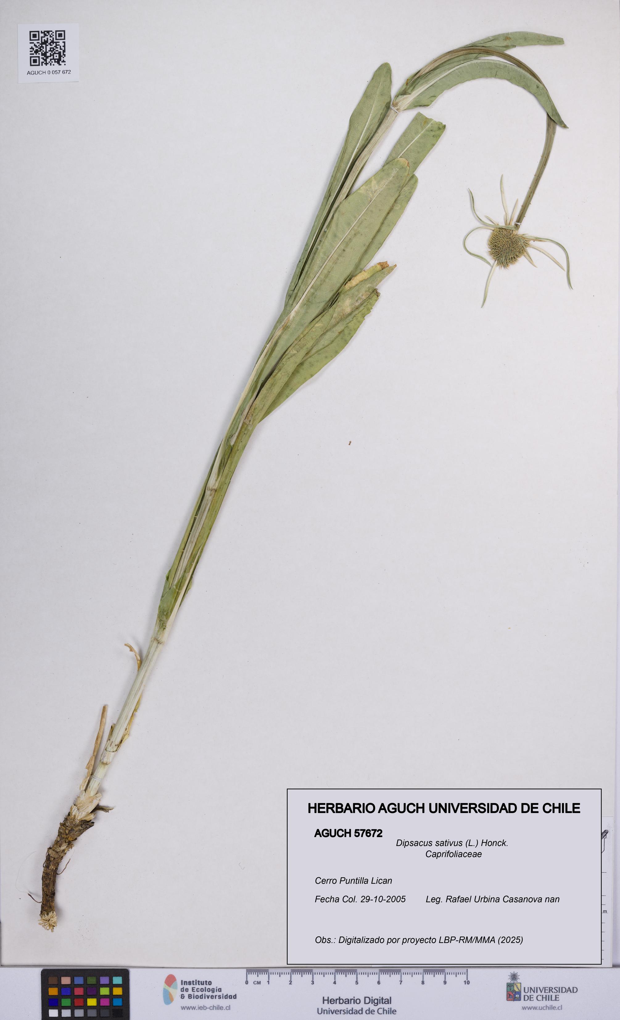 Dipsacus sativus [Espécimen: UCH:AGUCH:0057672]