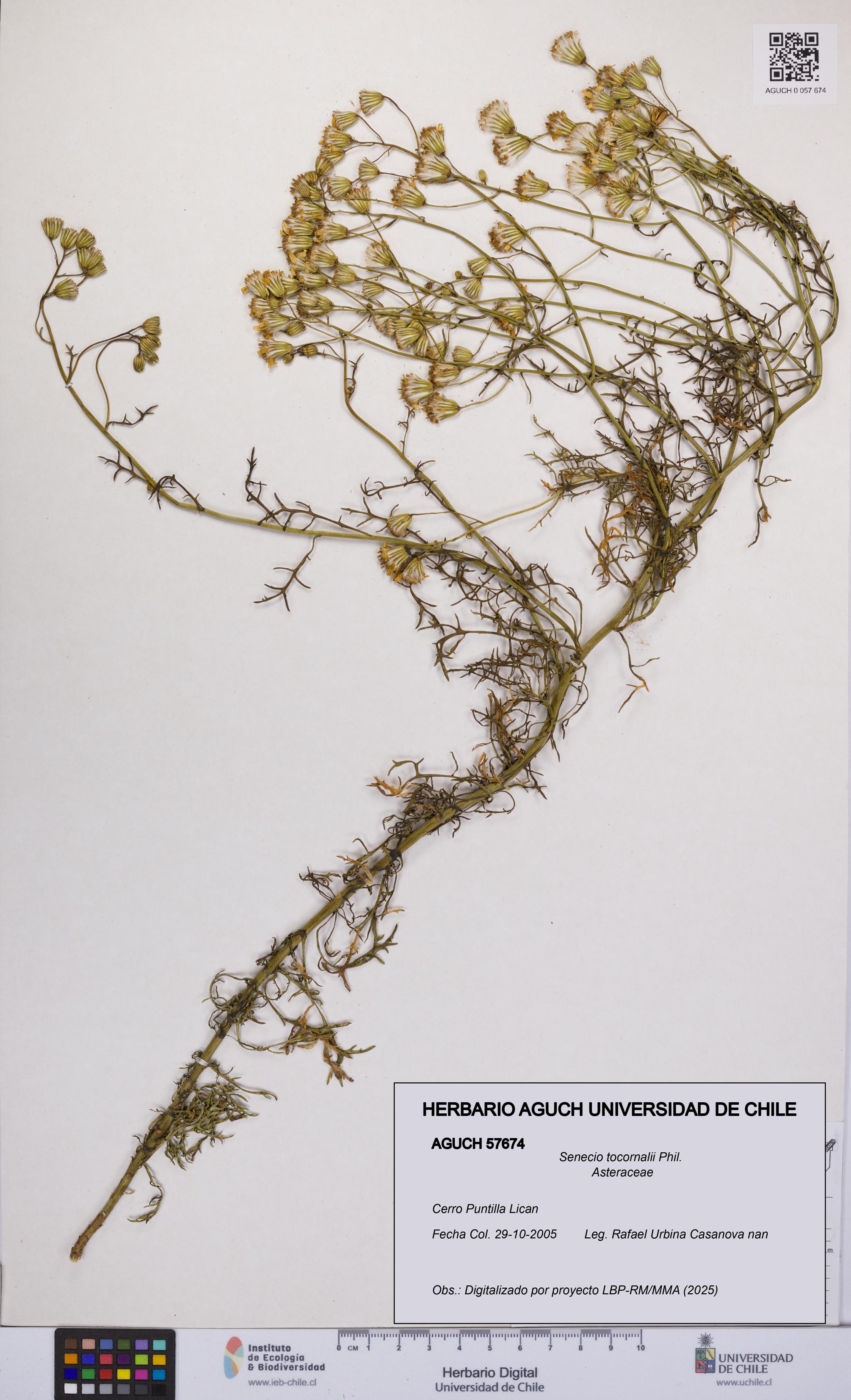 Senecio tocornalii [Espécimen: UCH:AGUCH:0057674]