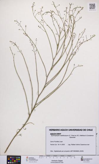Gymnophyton isatidicarpum [Espécimen: UCH:AGUCH:0057677]