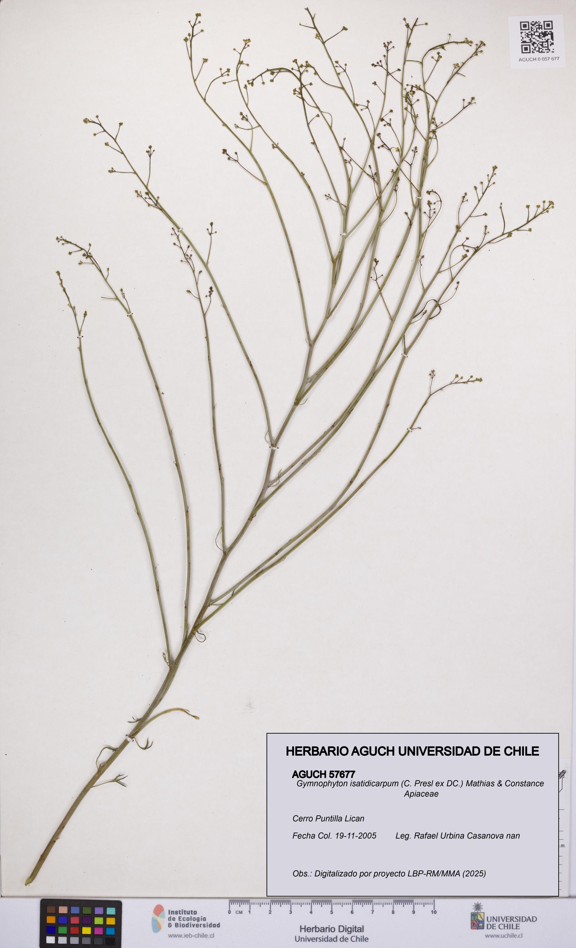 Gymnophyton isatidicarpum [Espécimen: UCH:AGUCH:0057677]