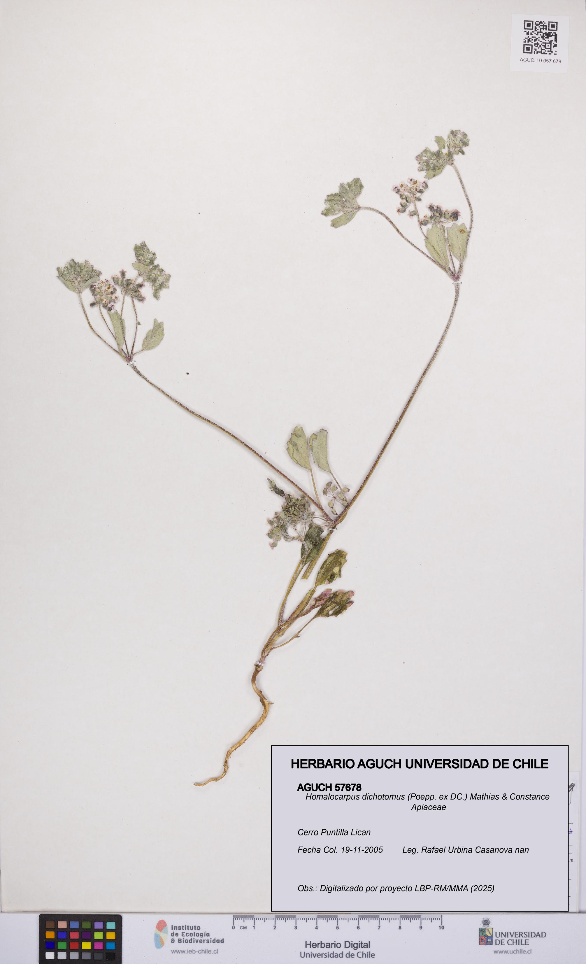 Homalocarpus dichotomus [Espécimen: UCH:AGUCH:0057678]