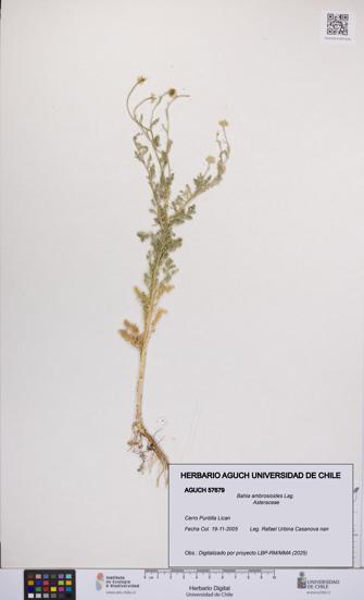 Bahia ambrosioides [Espécimen: UCH:AGUCH:0057679]