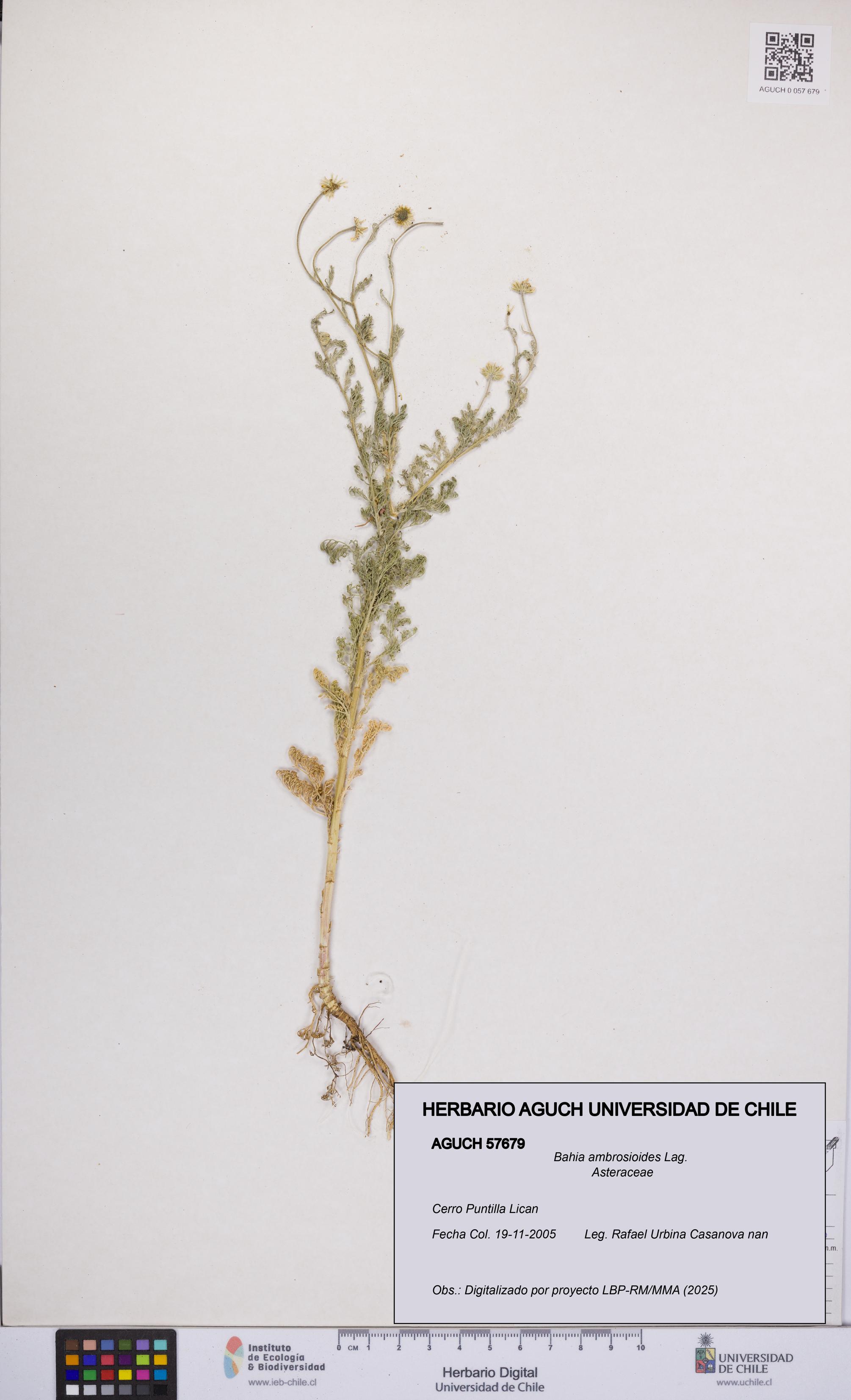 Bahia ambrosioides [Espécimen: UCH:AGUCH:0057679]