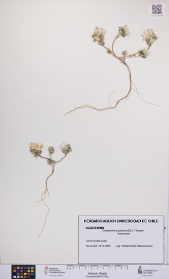 Chaetanthera glabrata [Espécimen: UCH:AGUCH:0057681]