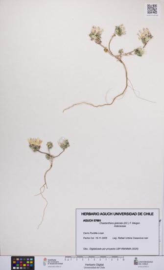 Chaetanthera glabrata [Espécimen: UCH:AGUCH:0057681]