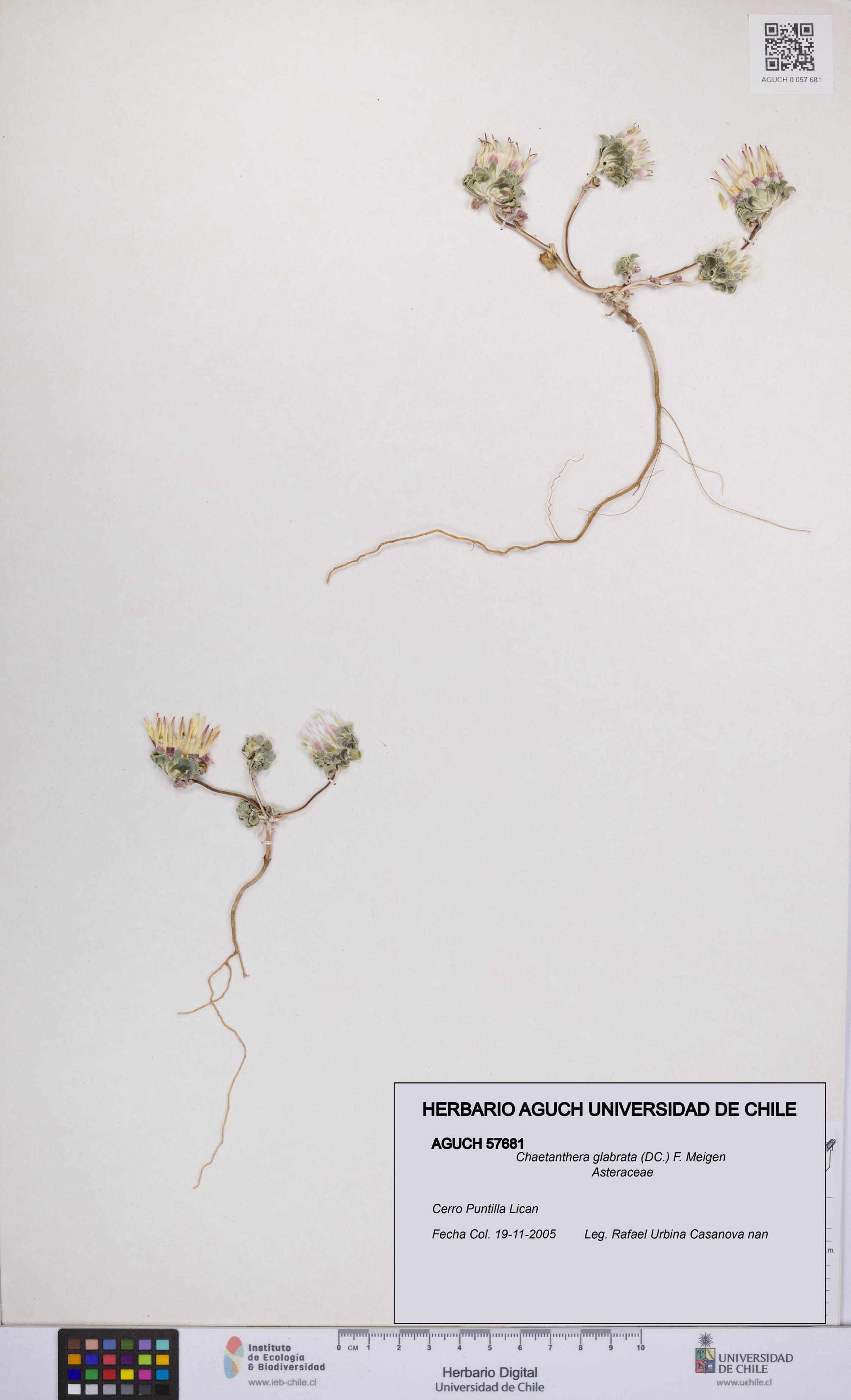 Chaetanthera glabrata [Espécimen: UCH:AGUCH:0057681]
