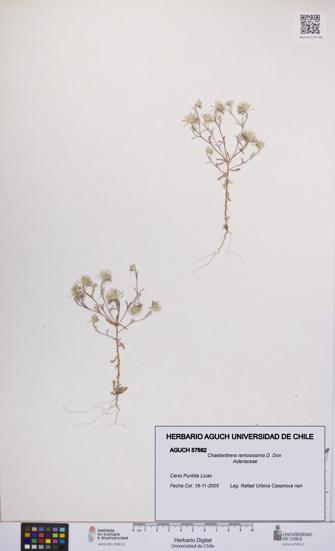 Chaetanthera ramosissima [Espécimen: UCH:AGUCH:0057682]