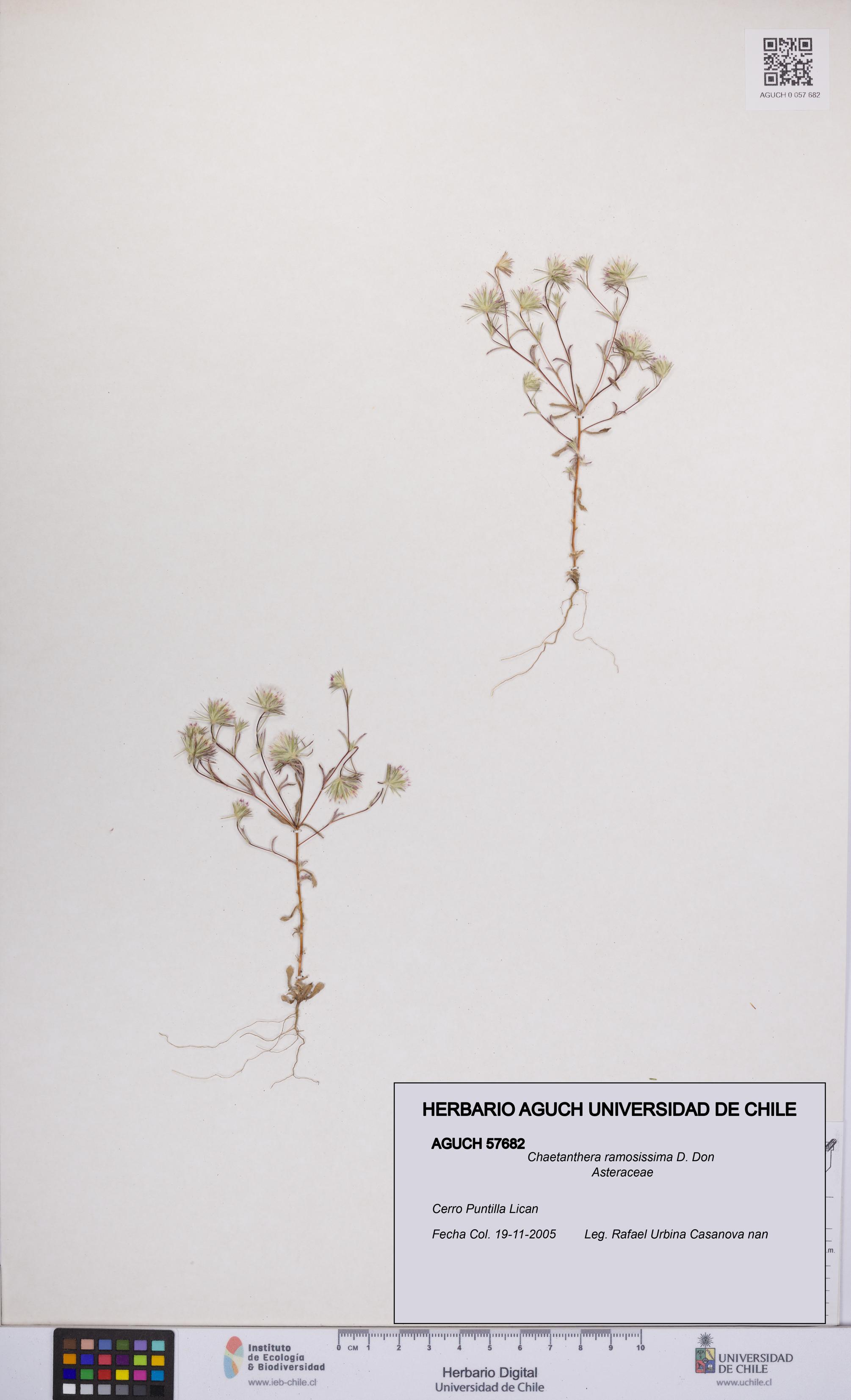Chaetanthera ramosissima [Espécimen: UCH:AGUCH:0057682]
