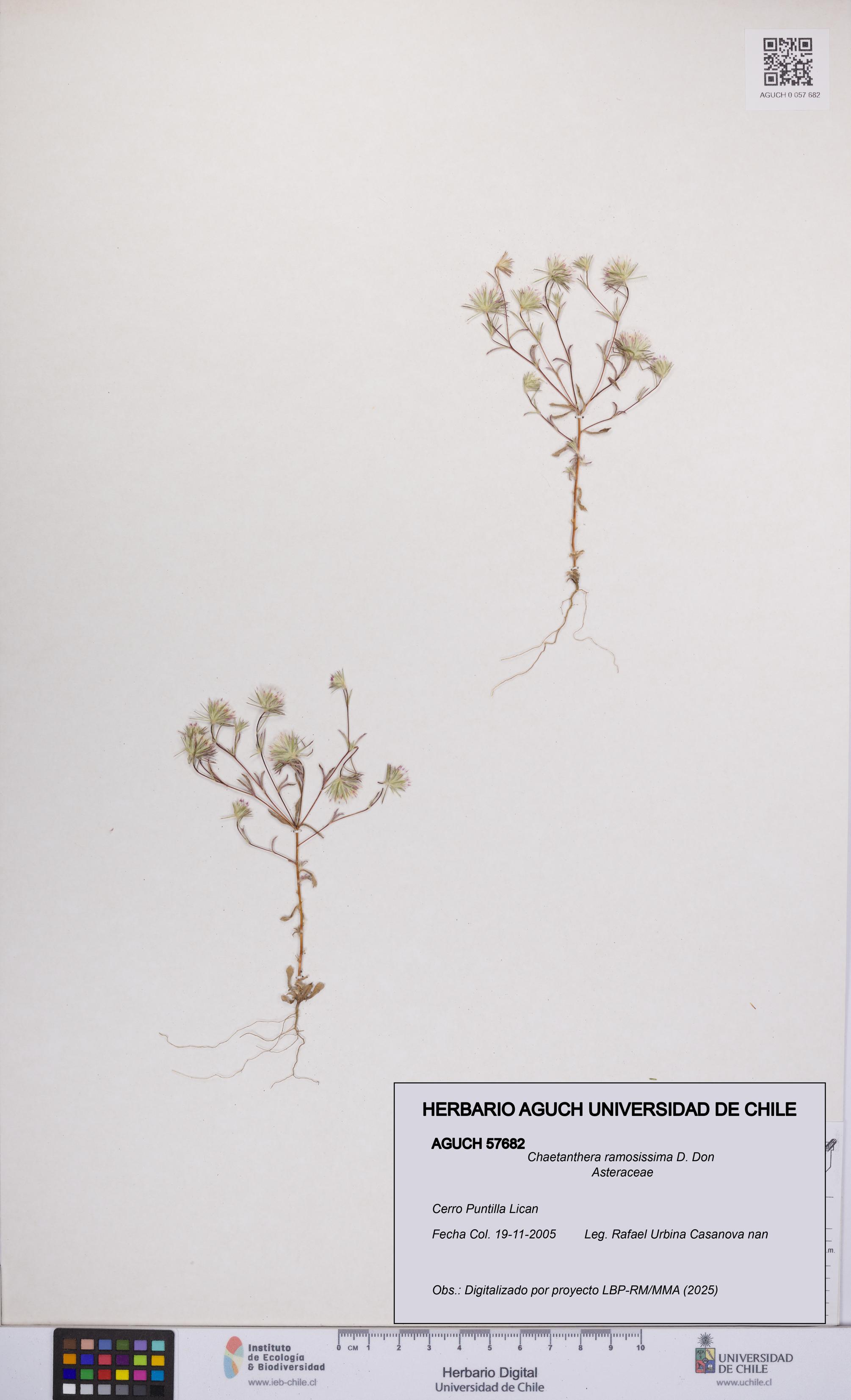 Chaetanthera ramosissima [Espécimen: UCH:AGUCH:0057682]