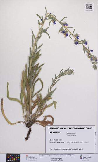 Echium vulgare [Espécimen: UCH:AGUCH:0057687]