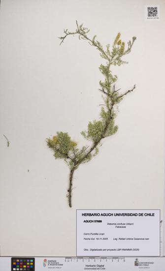 Adesmia confusa [Espécimen: UCH:AGUCH:0057689]