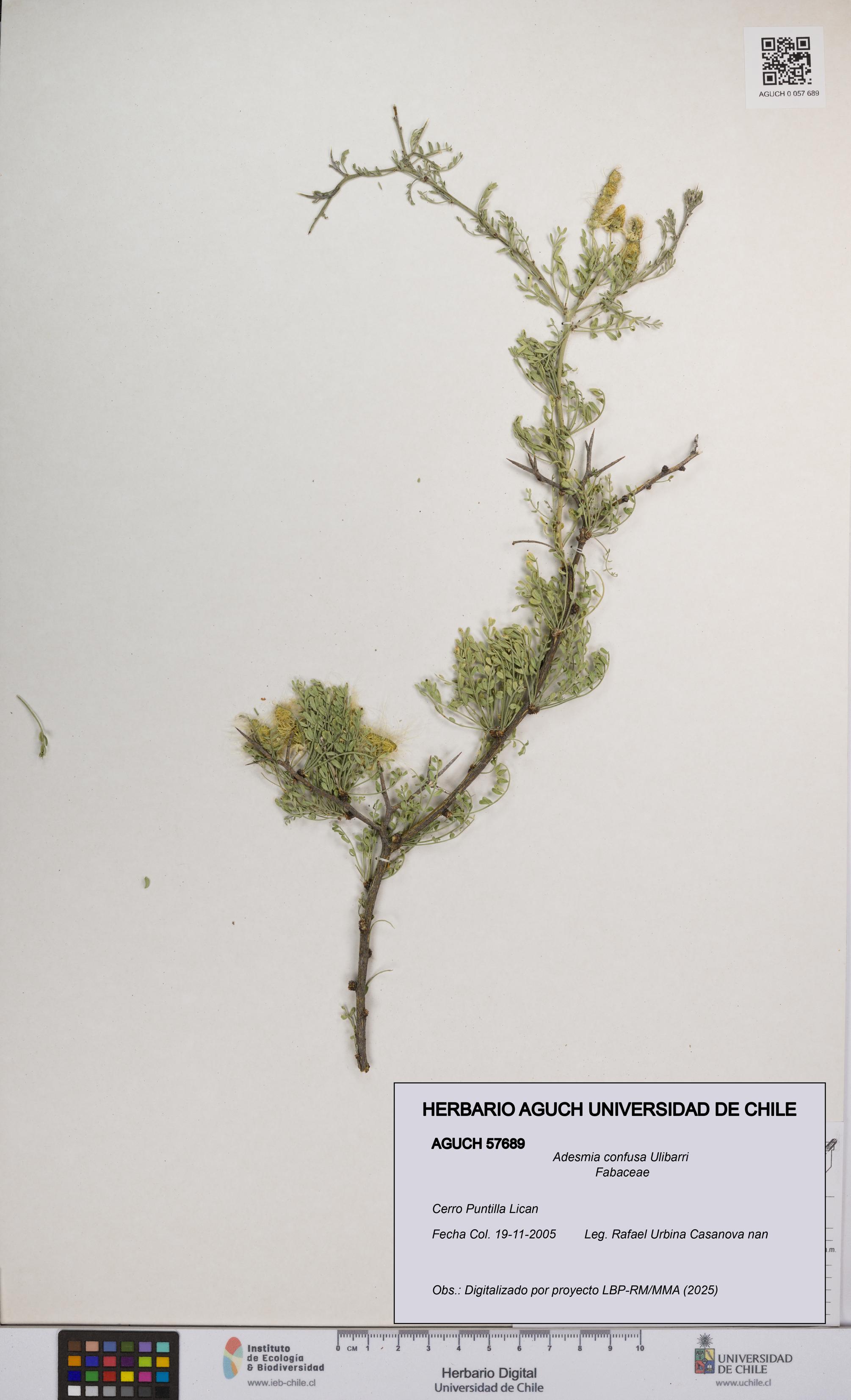 Adesmia confusa [Espécimen: UCH:AGUCH:0057689]