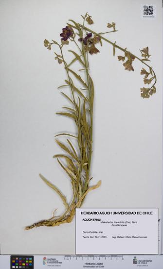 Malesherbia linearifolia [Espécimen: UCH:AGUCH:0057693]