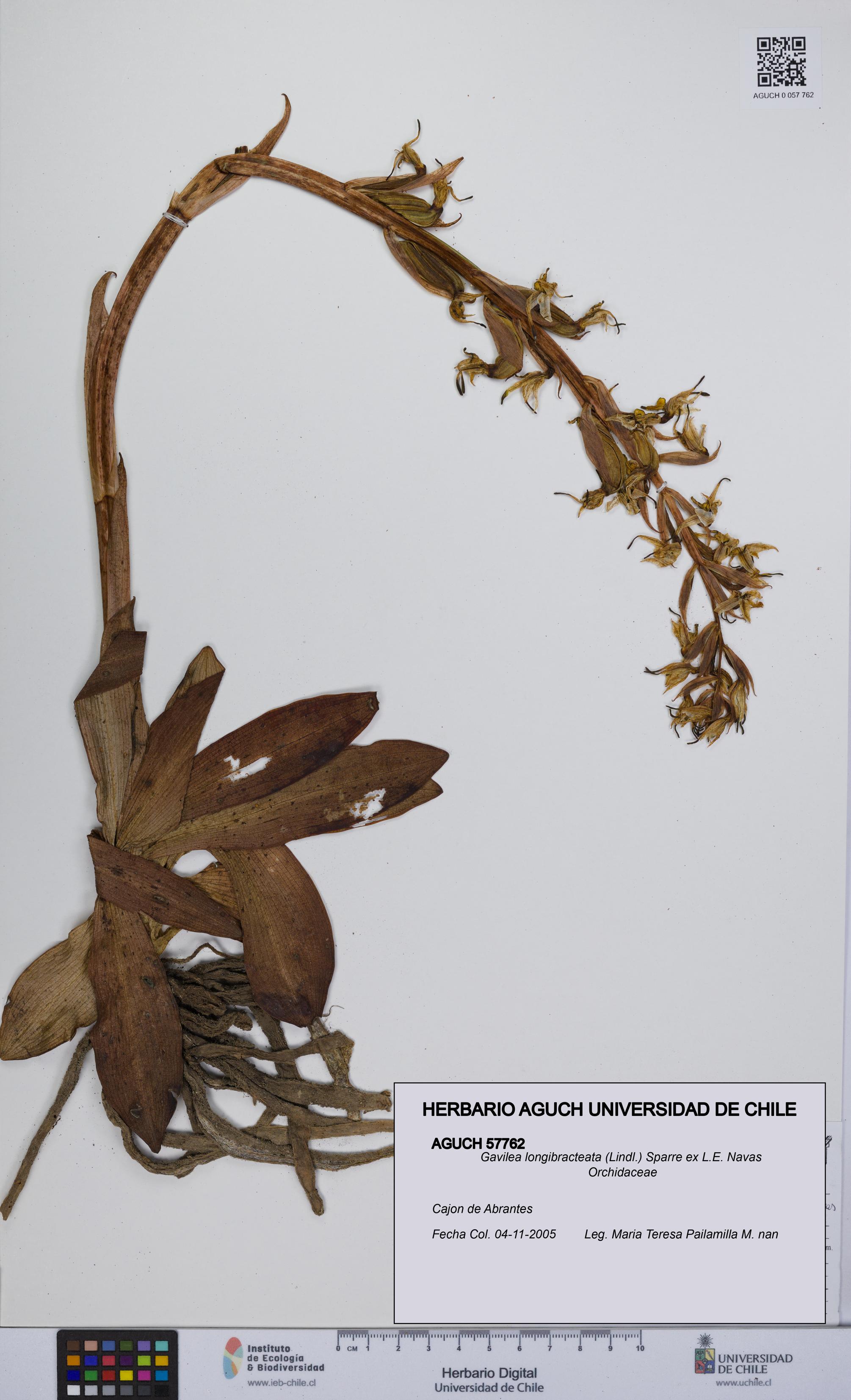 Gavilea longibracteata [Espécimen: UCH:AGUCH:0057762]