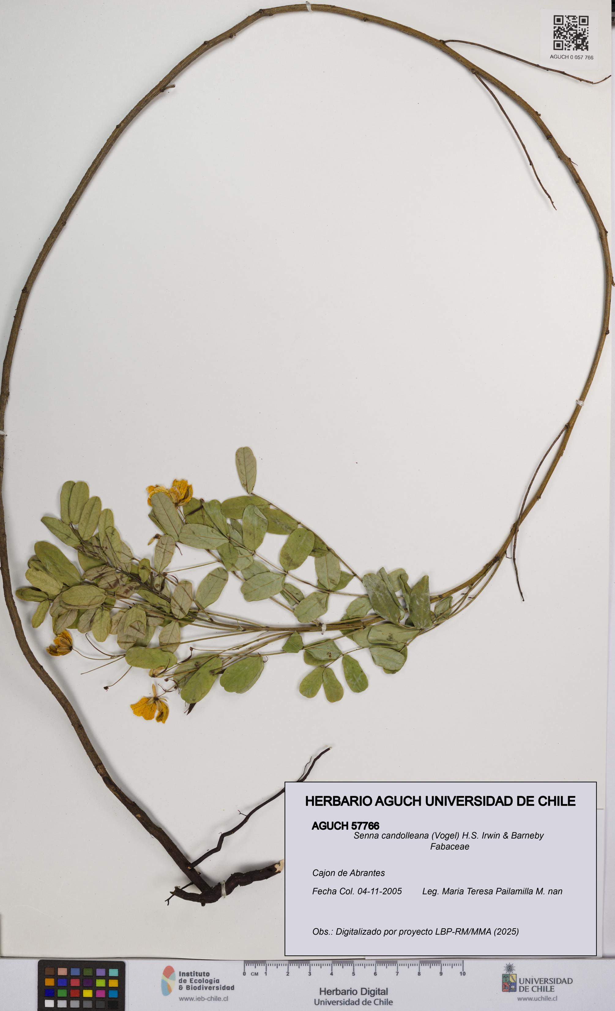 Senna candolleana [Espécimen: UCH:AGUCH:0057766]