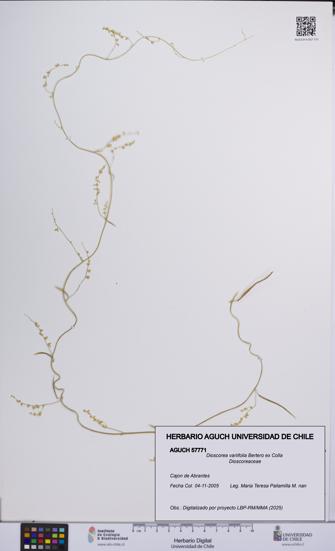 Dioscorea variifolia [Espécimen: UCH:AGUCH:0057771]