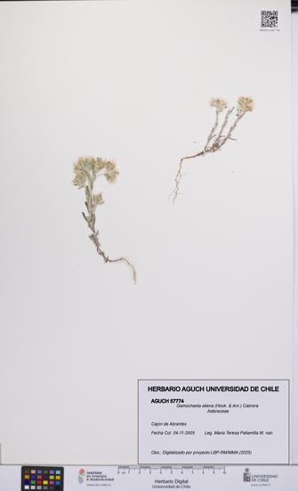 Gamochaeta aliena [Espécimen: UCH:AGUCH:0057774]