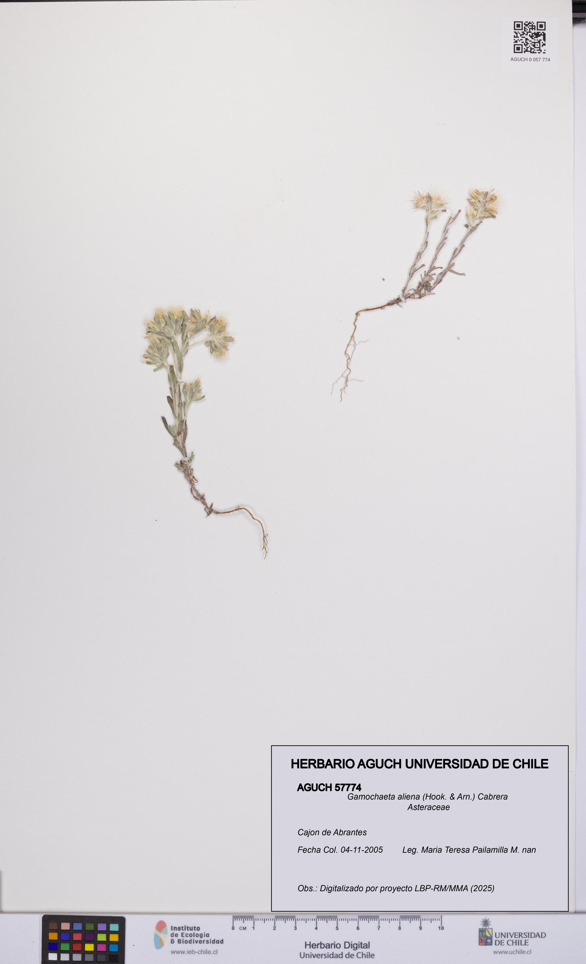 Gamochaeta aliena [Espécimen: UCH:AGUCH:0057774]