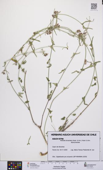 Tweedia birostrata [Espécimen: UCH:AGUCH:0057784]