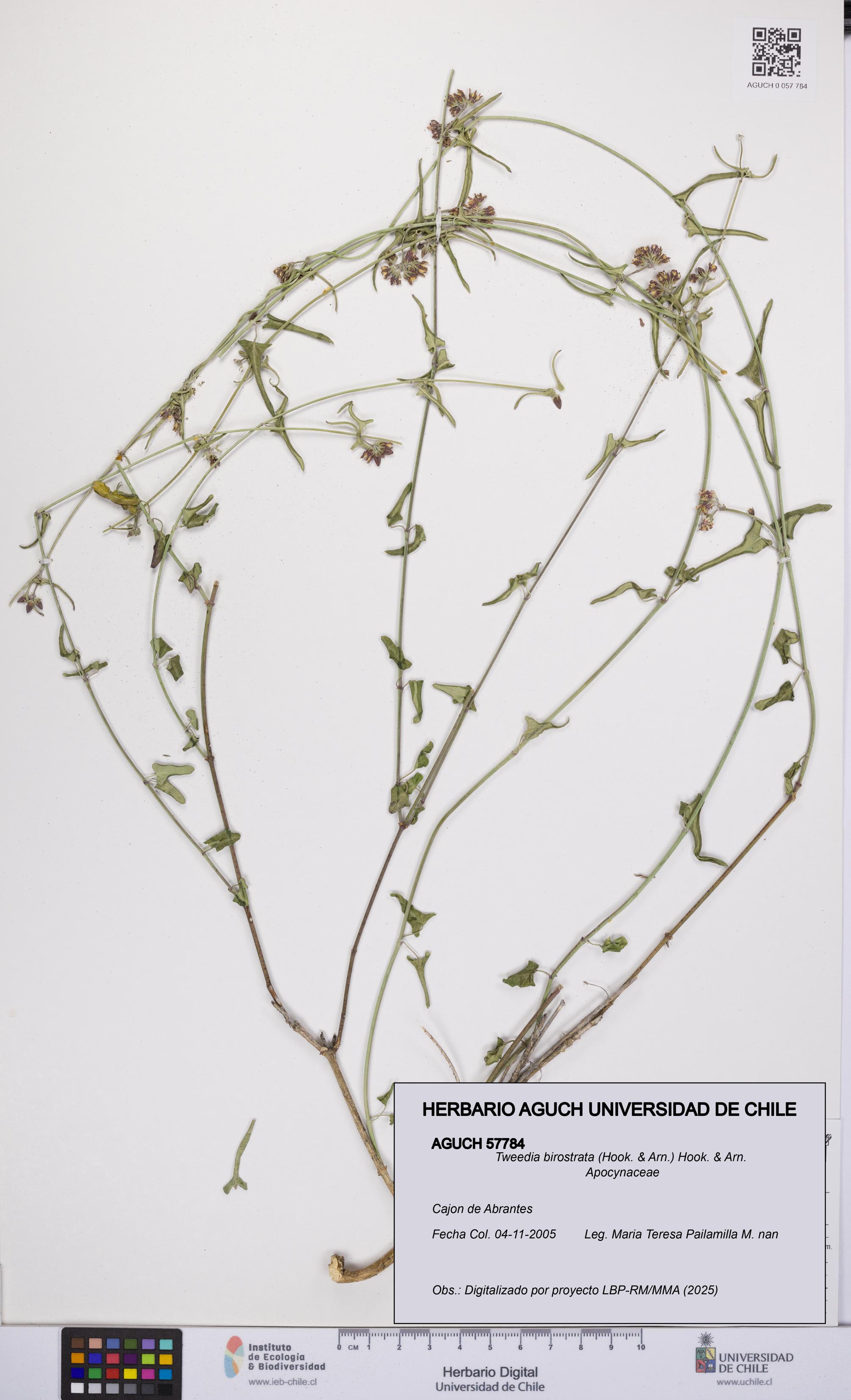 Tweedia birostrata [Espécimen: UCH:AGUCH:0057784]