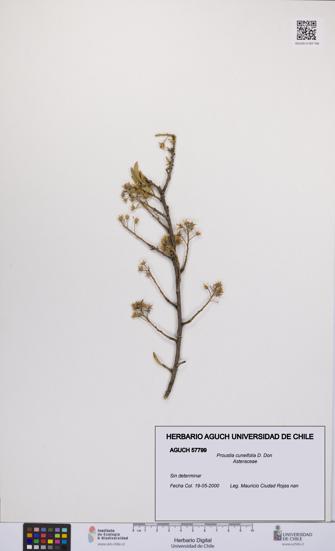 Proustia cuneifolia [Espécimen: UCH:AGUCH:0057799]