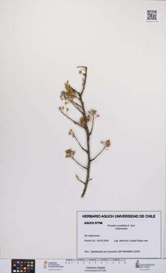 Proustia cuneifolia [Espécimen: UCH:AGUCH:0057799]