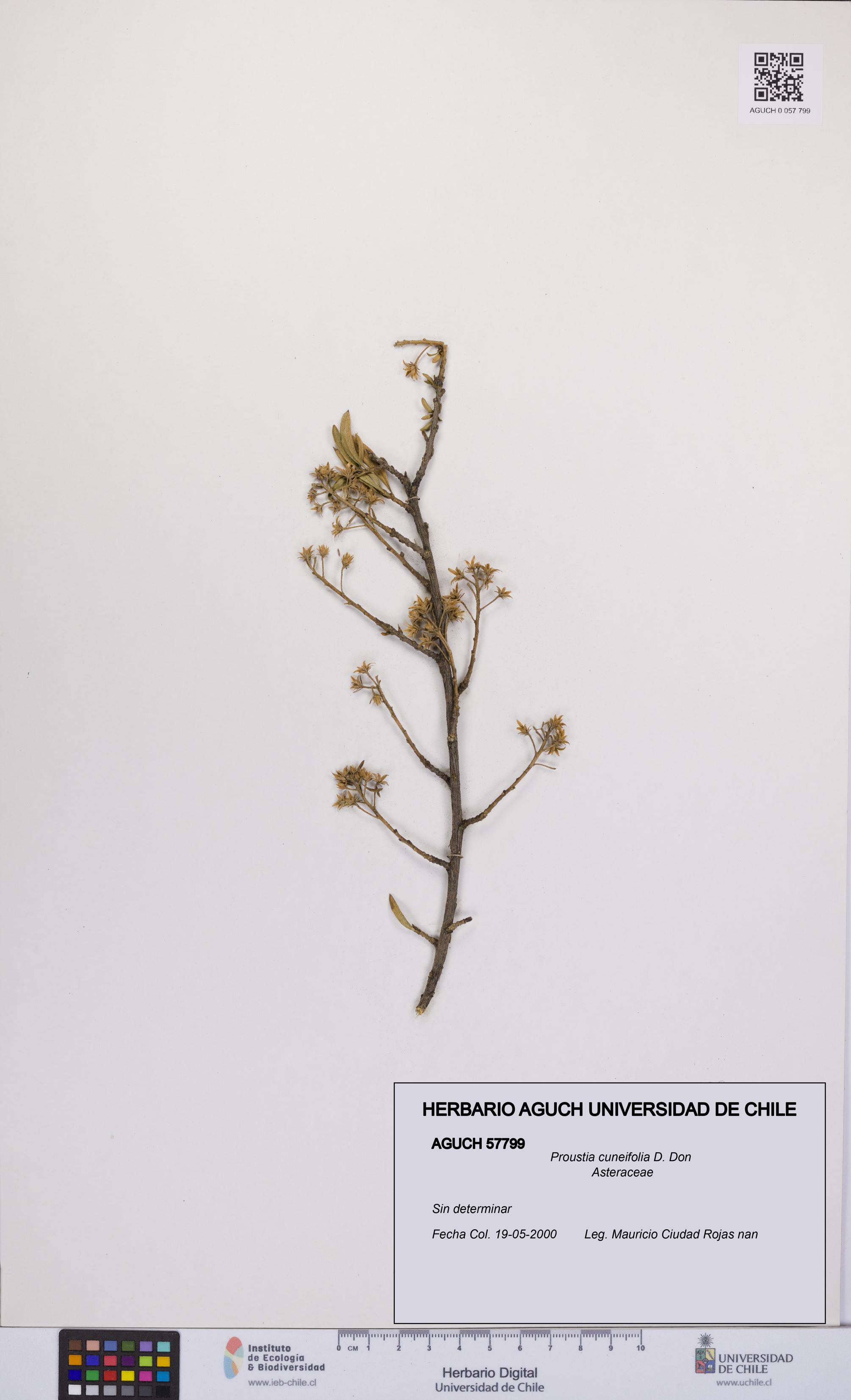 Proustia cuneifolia [Espécimen: UCH:AGUCH:0057799]