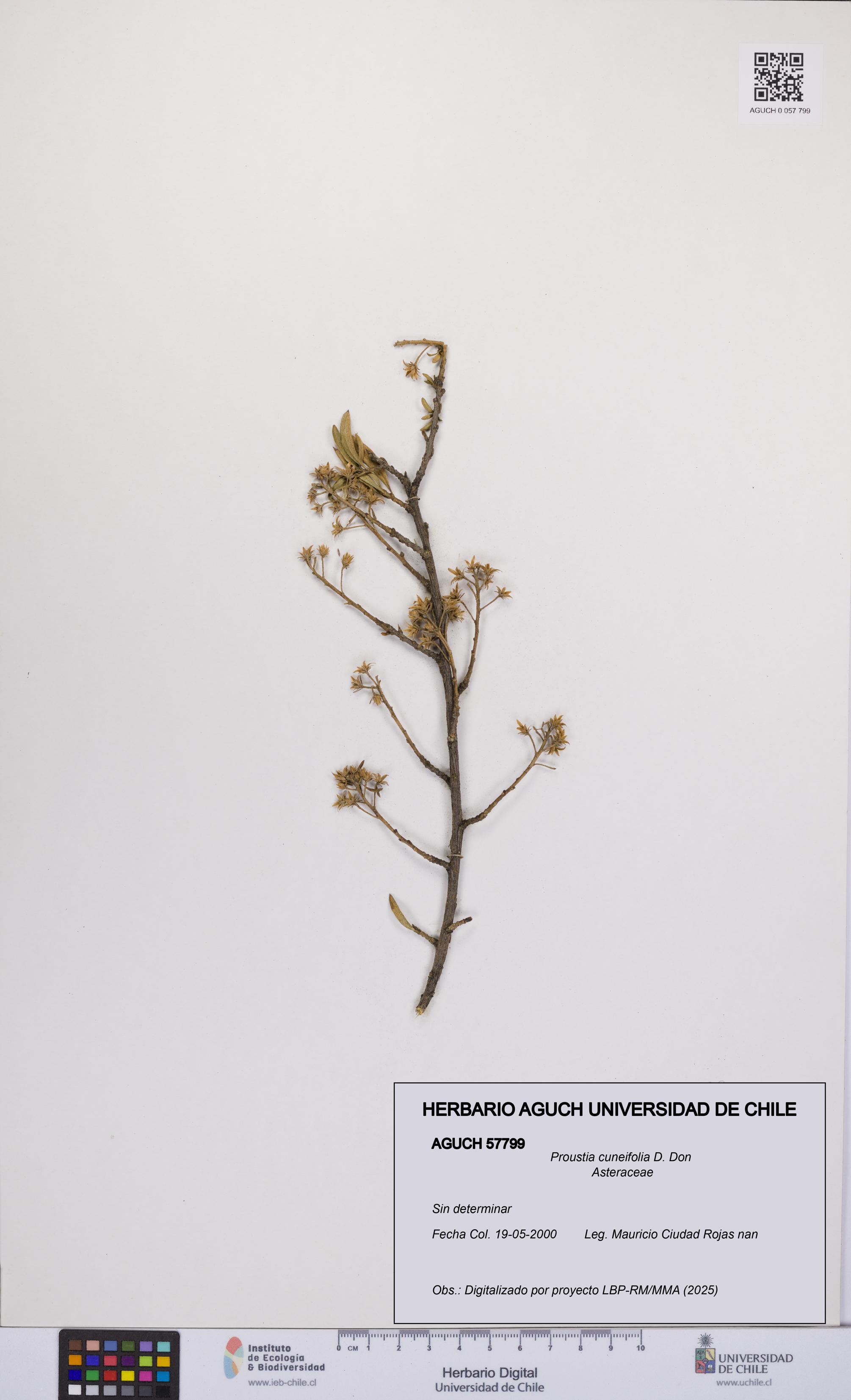 Proustia cuneifolia [Espécimen: UCH:AGUCH:0057799]