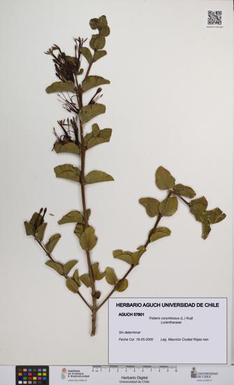 Tristerix corymbosus [Espécimen: UCH:AGUCH:0057801]
