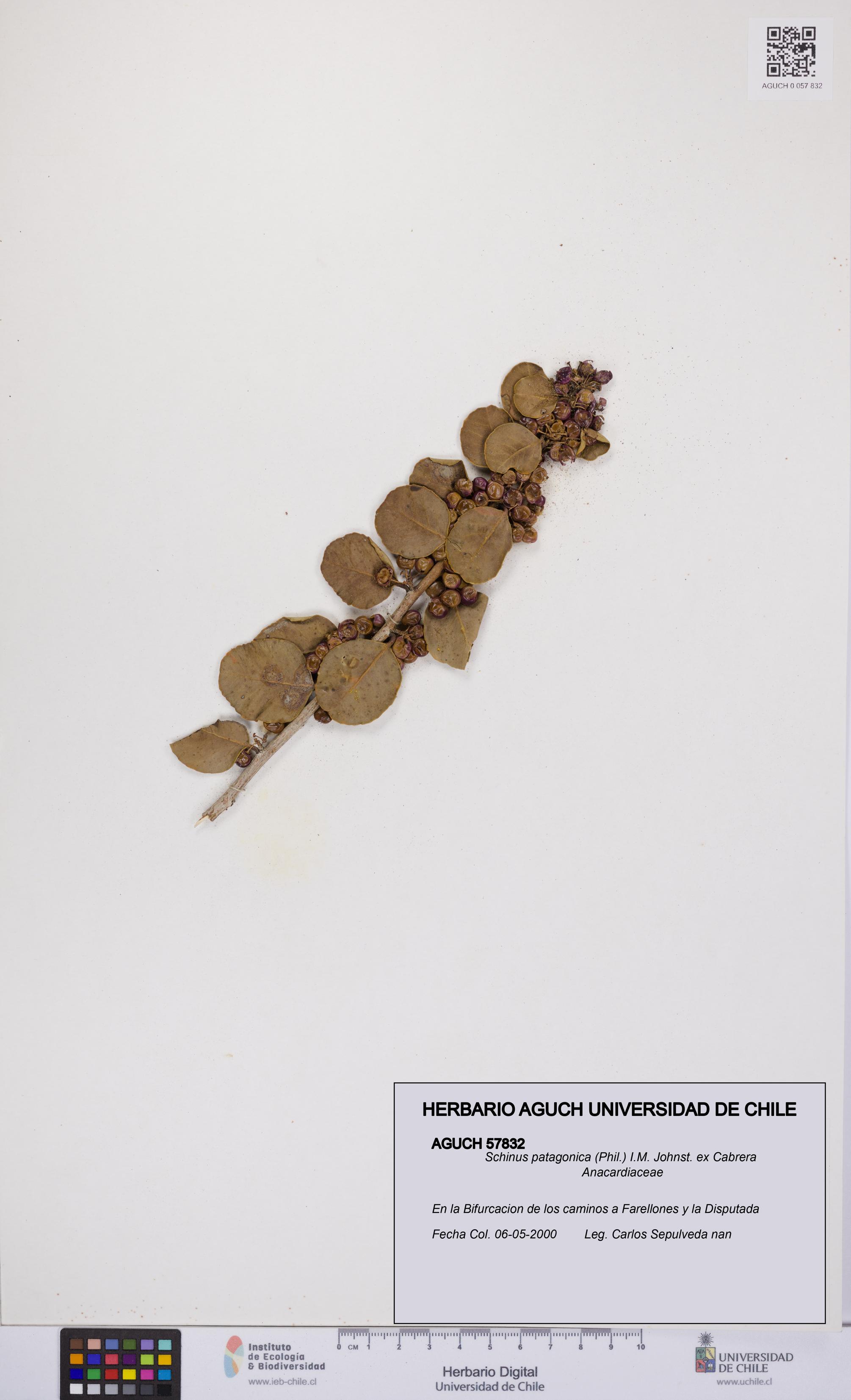 Schinus patagonica [Espécimen: UCH:AGUCH:0057832]
