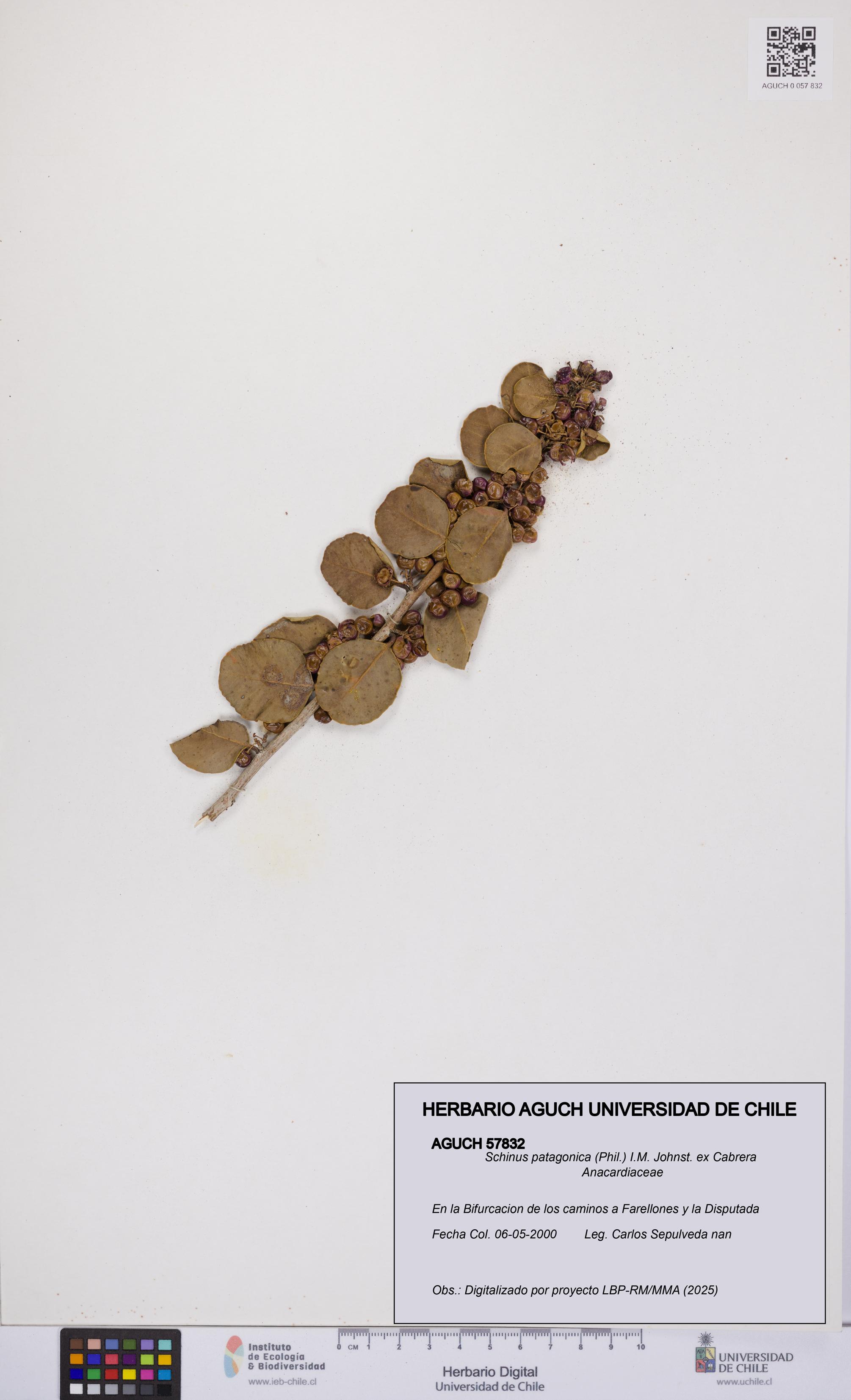 Schinus patagonica [Espécimen: UCH:AGUCH:0057832]