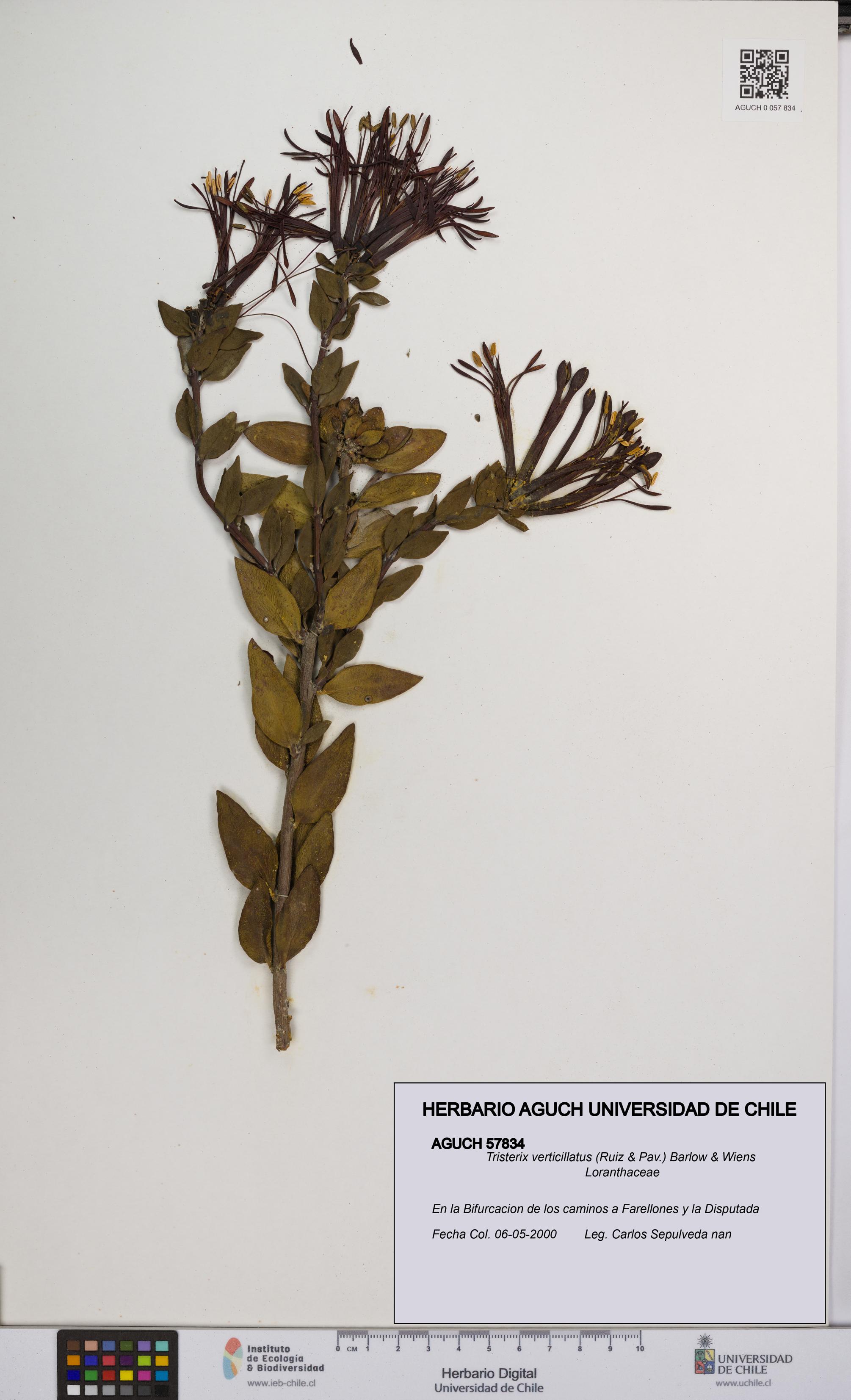 Tristerix verticillatus [Espécimen: UCH:AGUCH:0057834]