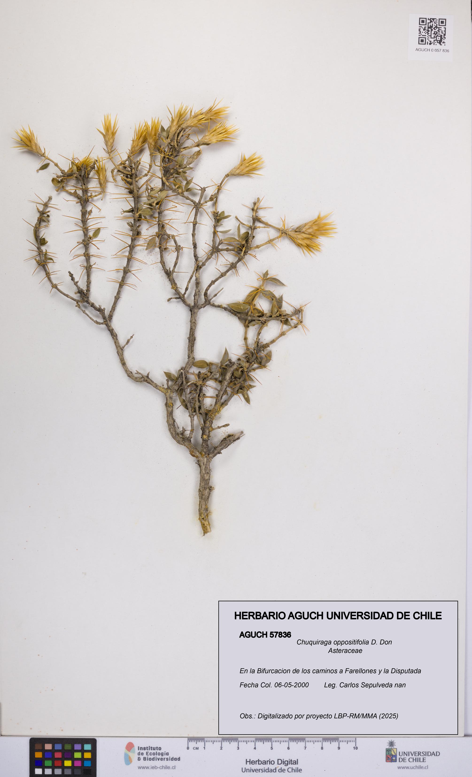 Chuquiraga oppositifolia [Espécimen: UCH:AGUCH:0057836]