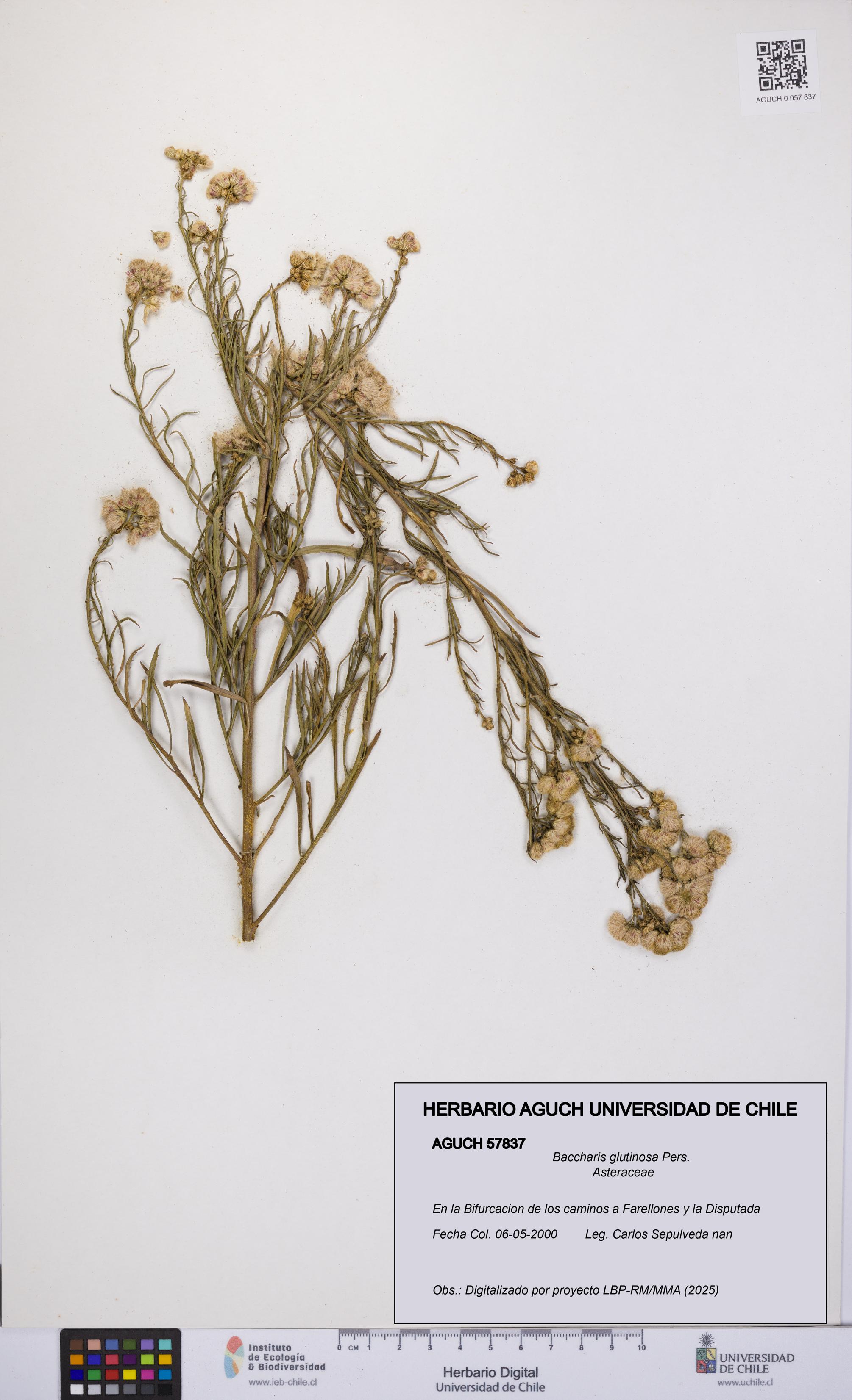 Baccharis glutinosa [Espécimen: UCH:AGUCH:0057837]