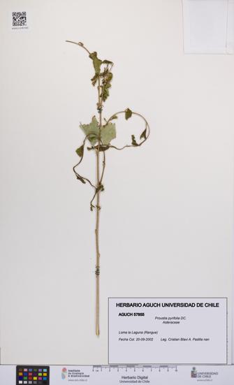 Proustia pyrifolia [Espécimen: UCH:AGUCH:0057855]