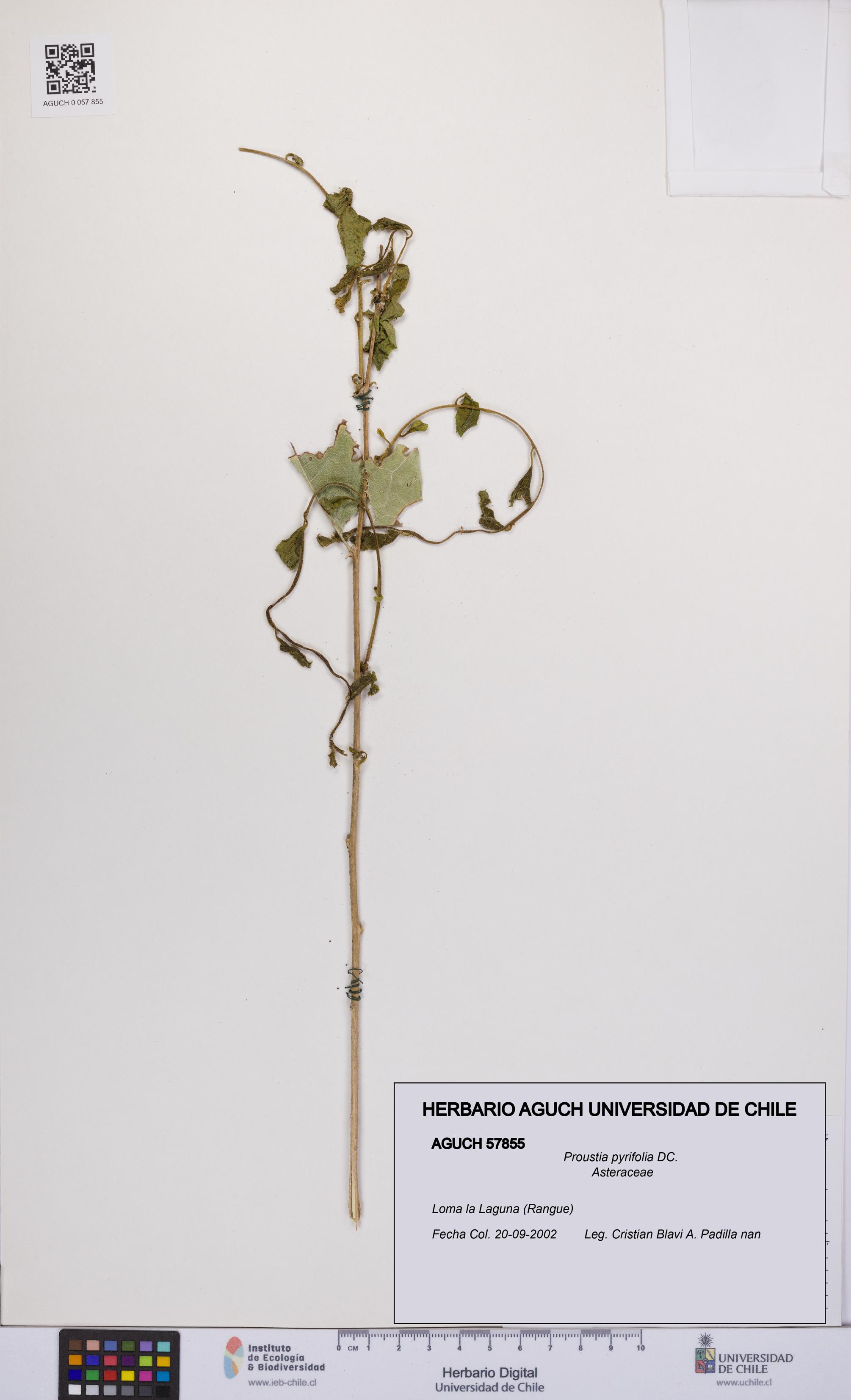 Proustia pyrifolia [Espécimen: UCH:AGUCH:0057855]