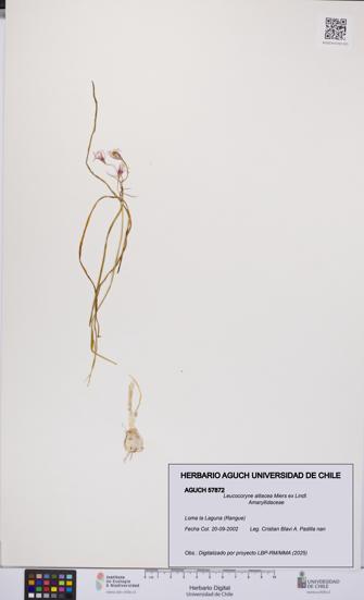 Leucocoryne alliacea [Espécimen: UCH:AGUCH:0057872]