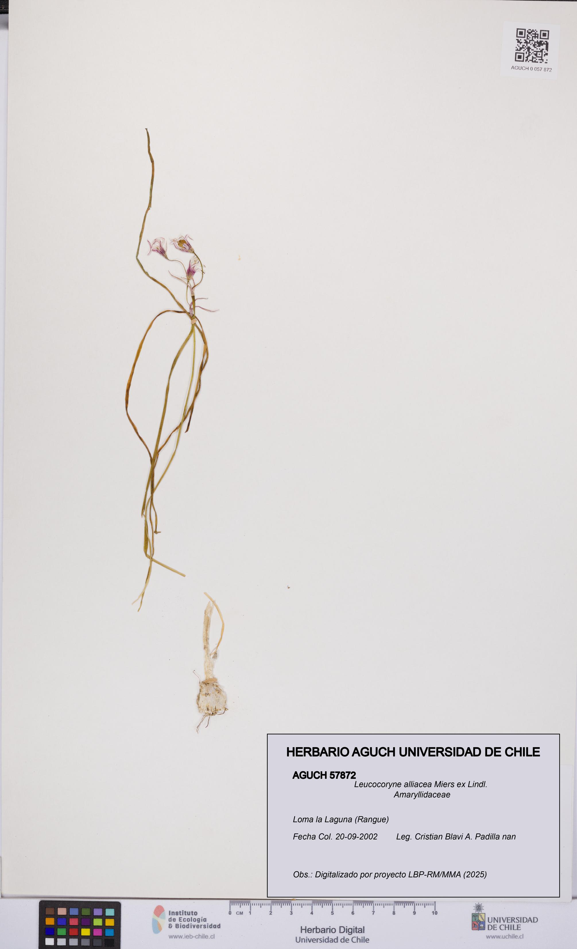 Leucocoryne alliacea [Espécimen: UCH:AGUCH:0057872]