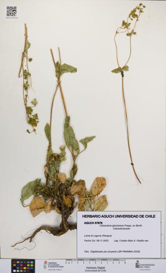 Calceolaria glandulosa [Espécimen: UCH:AGUCH:0057878]