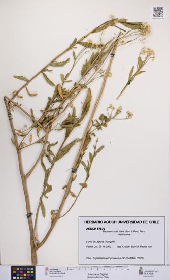 Baccharis salicifolia [Espécimen: UCH:AGUCH:0057879]