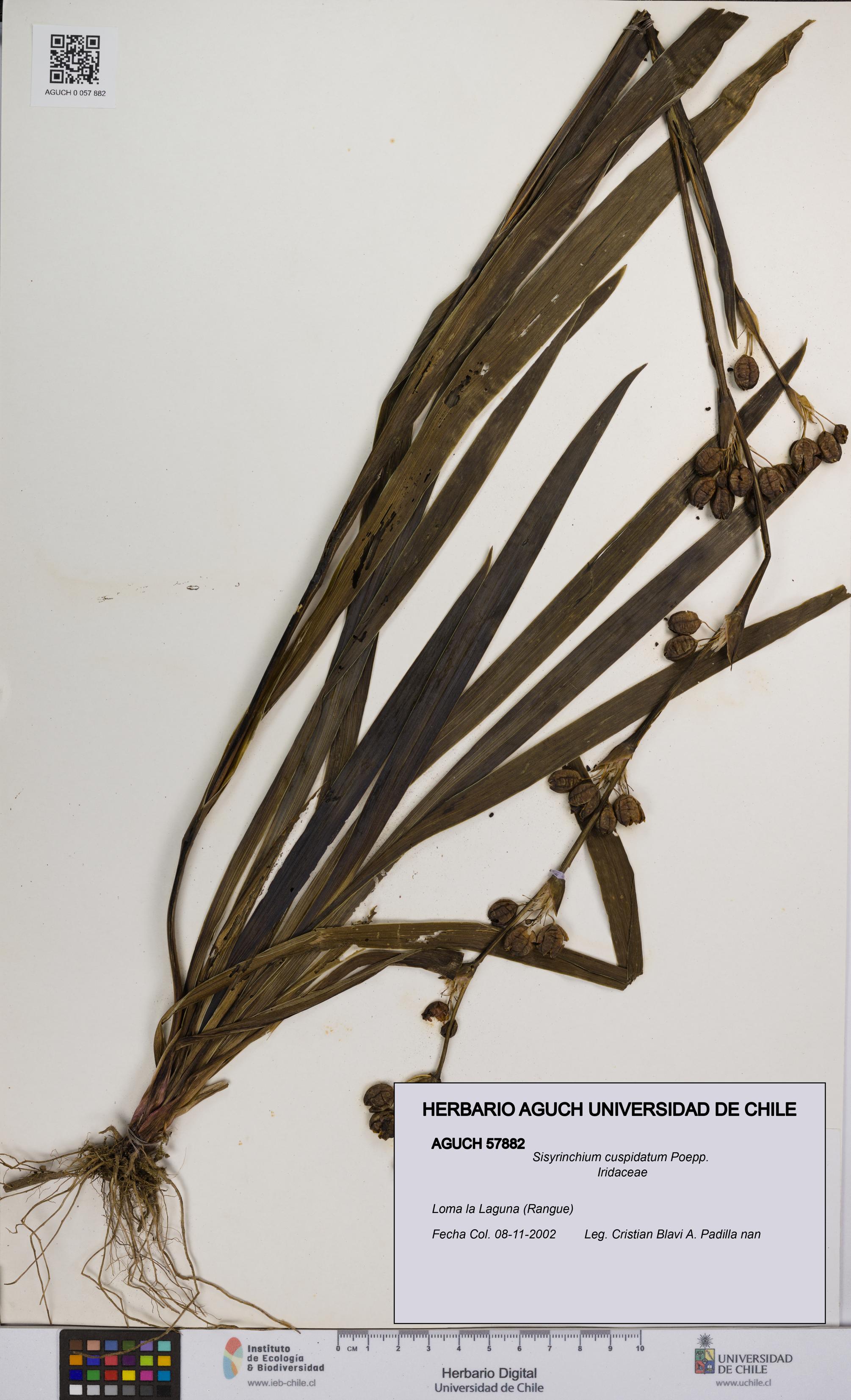 Sisyrinchium cuspidatum [Espécimen: UCH:AGUCH:0057882]