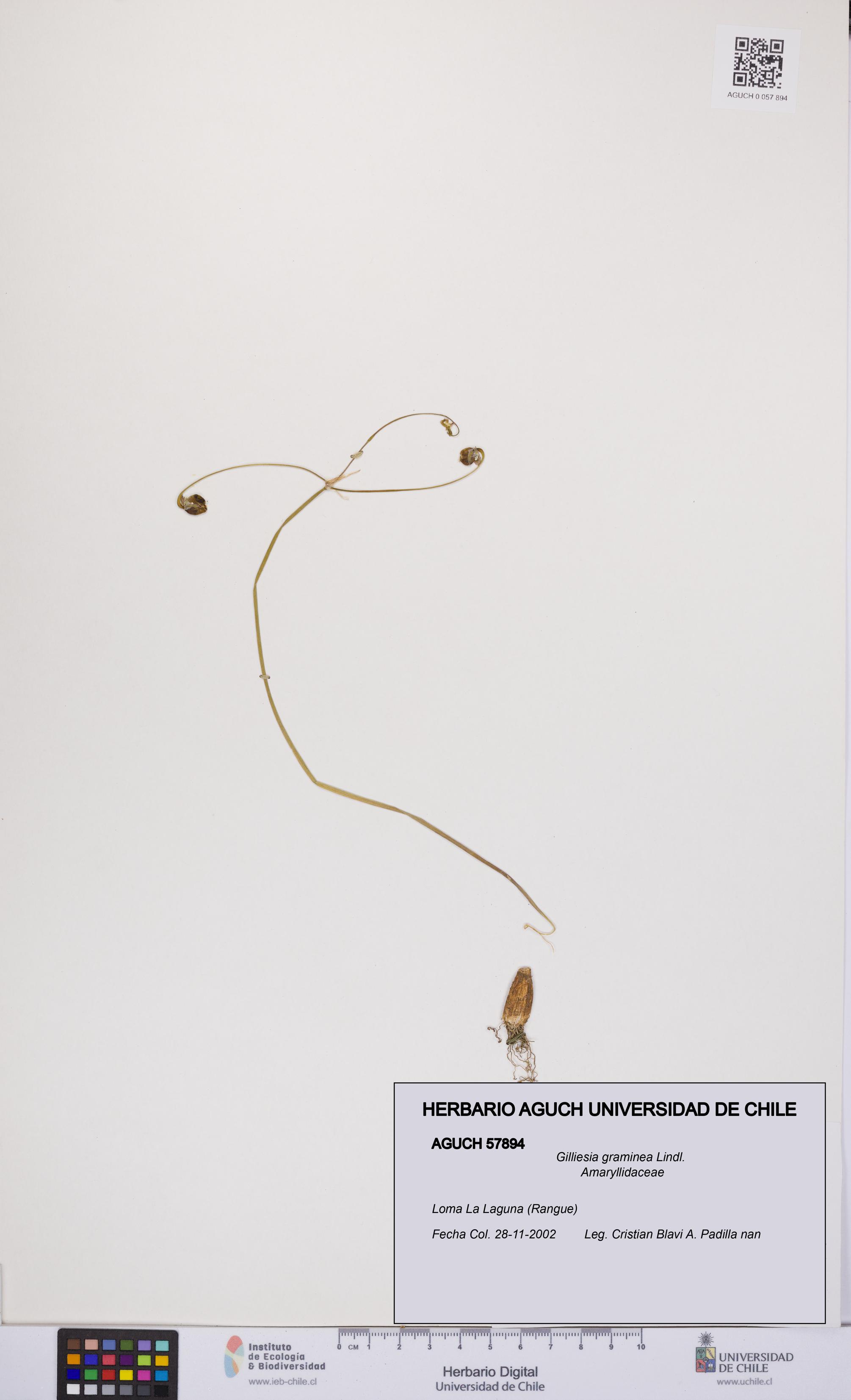 Gilliesia graminea [Espécimen: UCH:AGUCH:0057894]