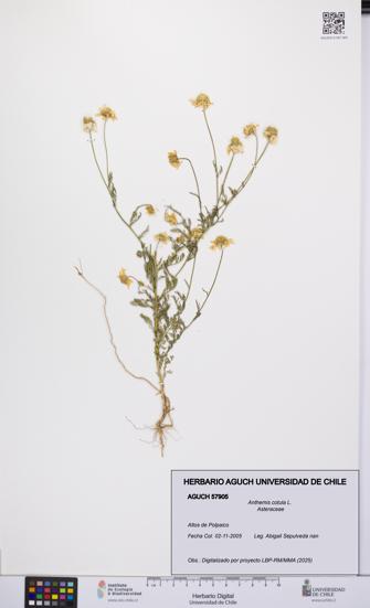 Anthemis cotula [Espécimen: UCH:AGUCH:0057905]