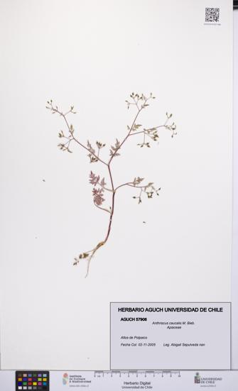 Anthriscus caucalis [Espécimen: UCH:AGUCH:0057906]