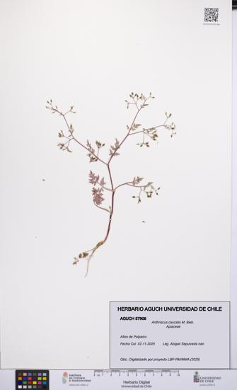 Anthriscus caucalis [Espécimen: UCH:AGUCH:0057906]