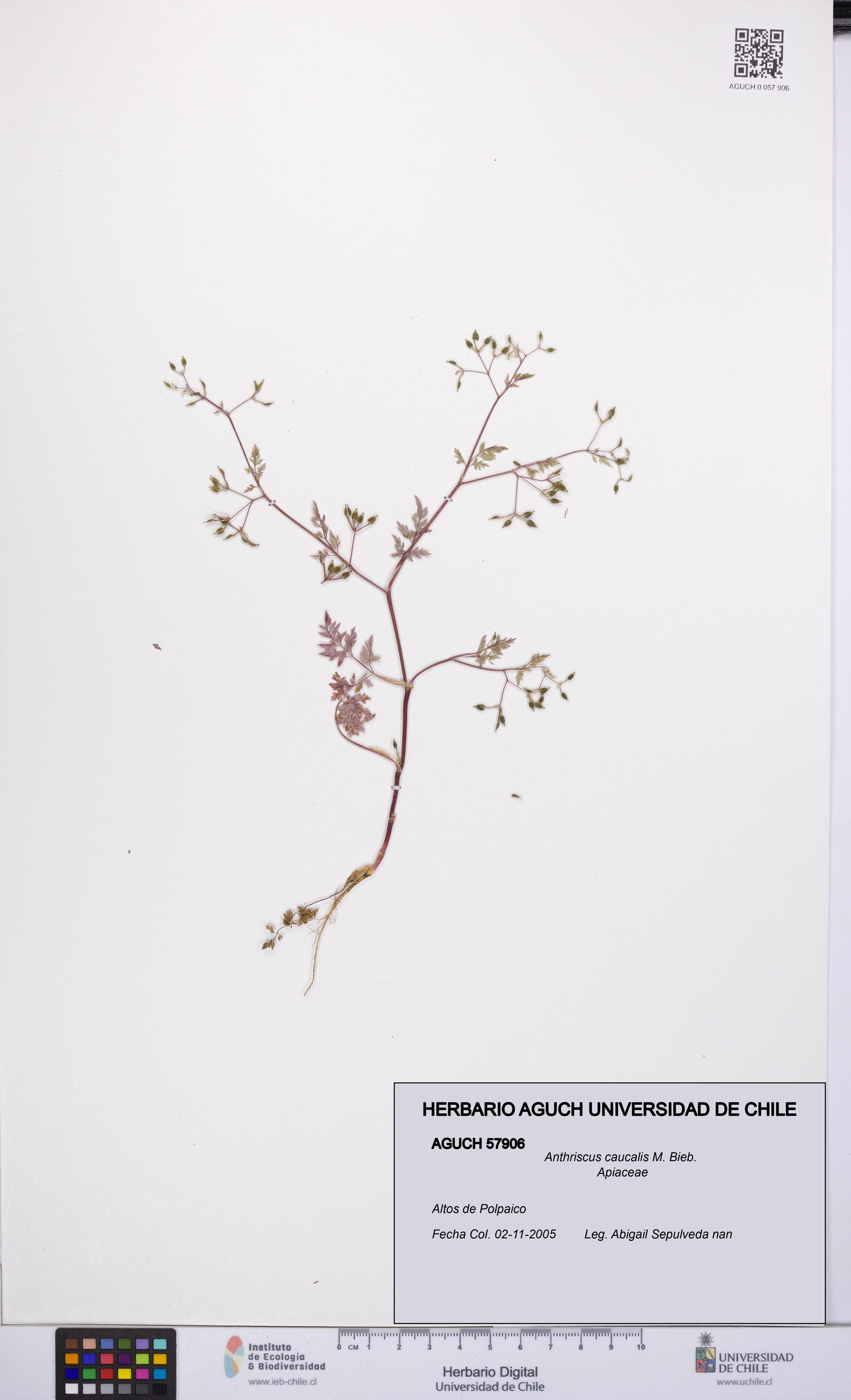 Anthriscus caucalis [Espécimen: UCH:AGUCH:0057906]