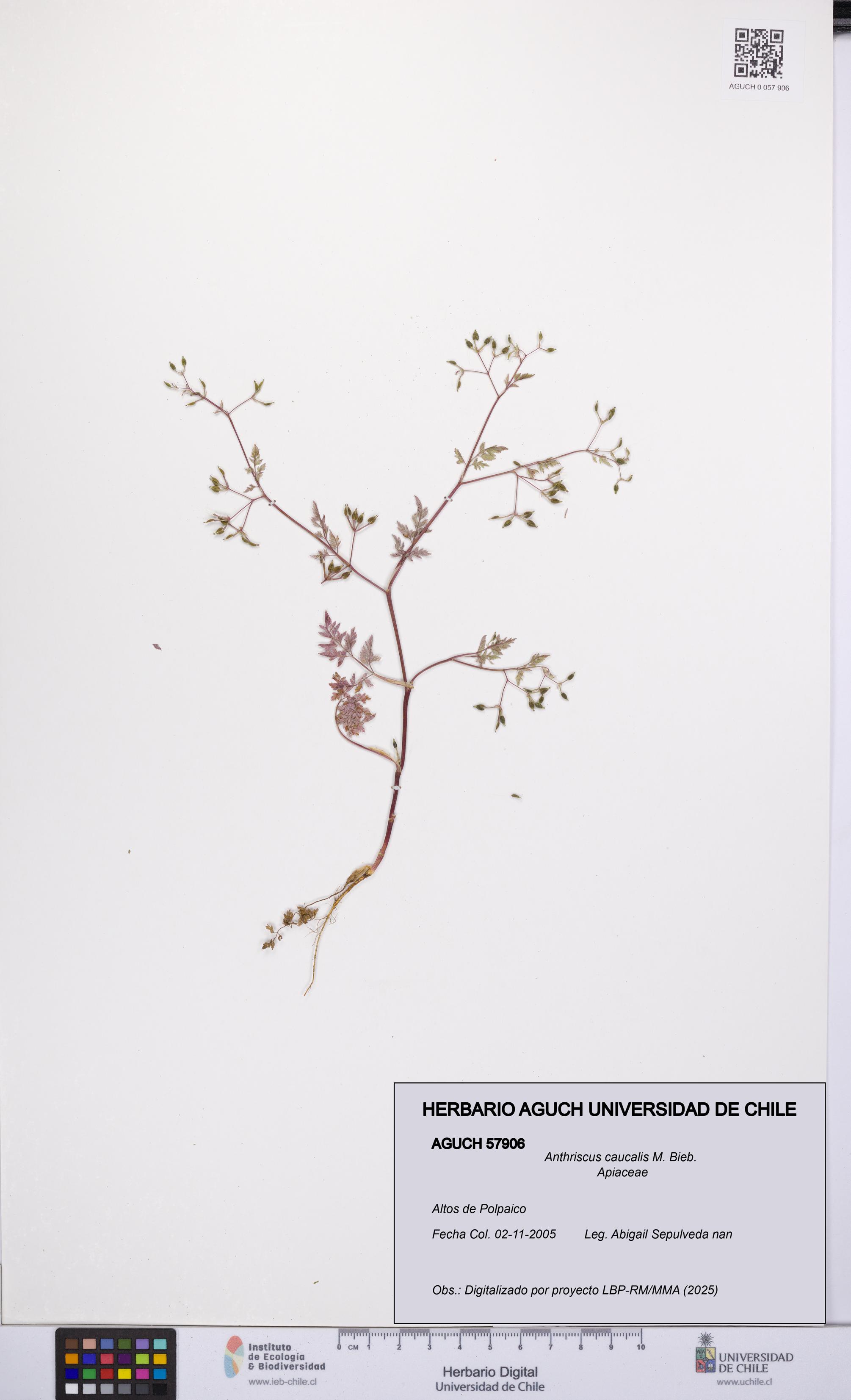 Anthriscus caucalis [Espécimen: UCH:AGUCH:0057906]