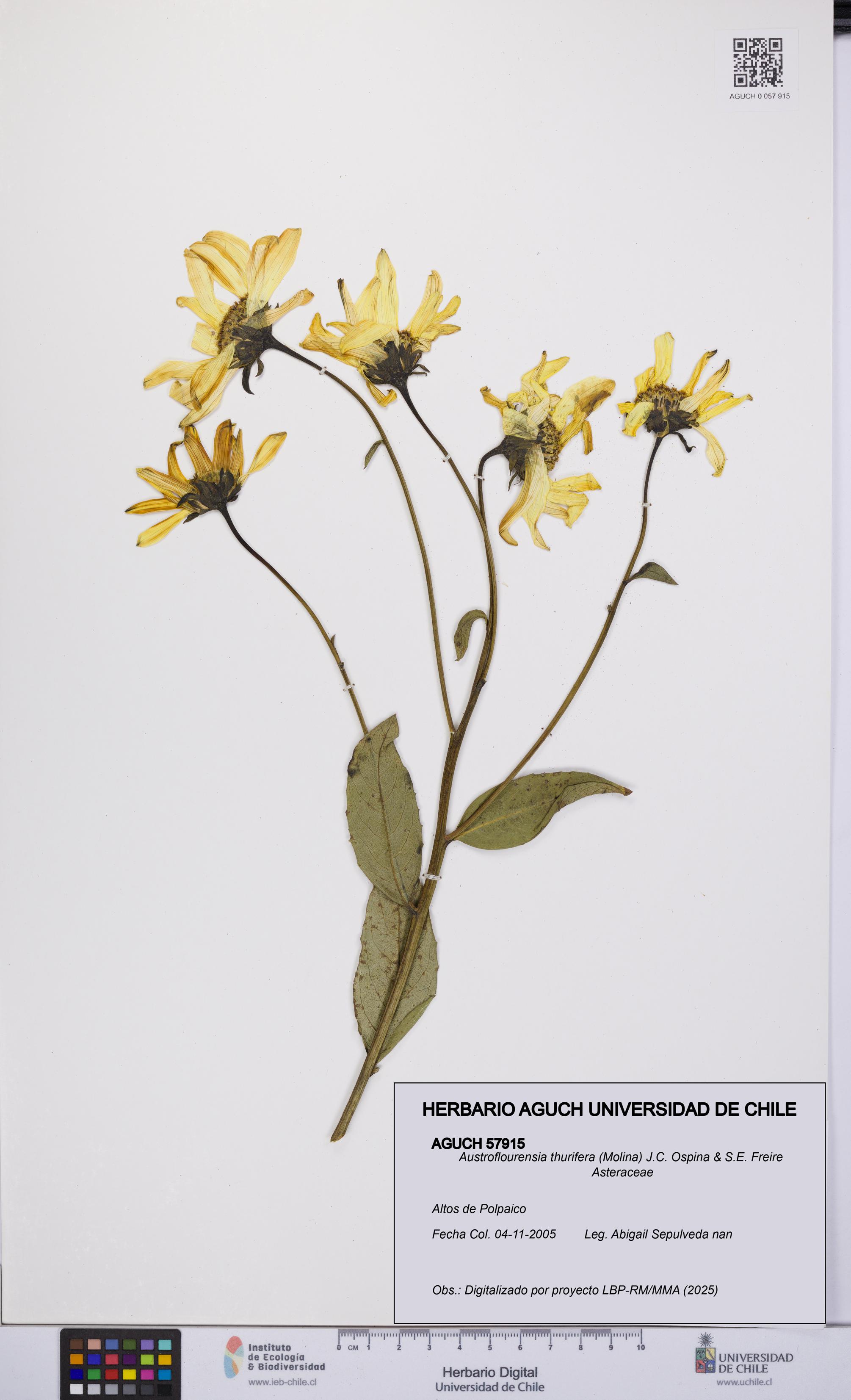 Austroflourensia thurifera [Espécimen: UCH:AGUCH:0057915]
