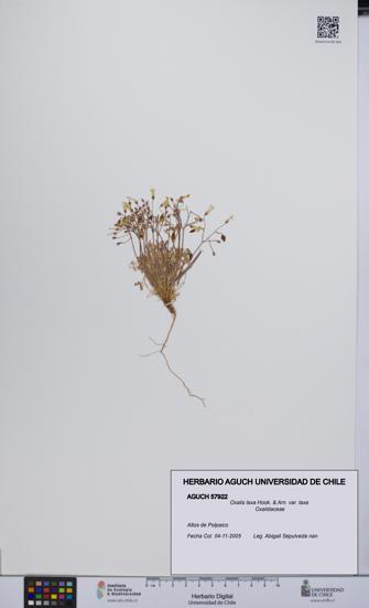 Oxalis laxa var. laxa [Espécimen: UCH:AGUCH:0057922]