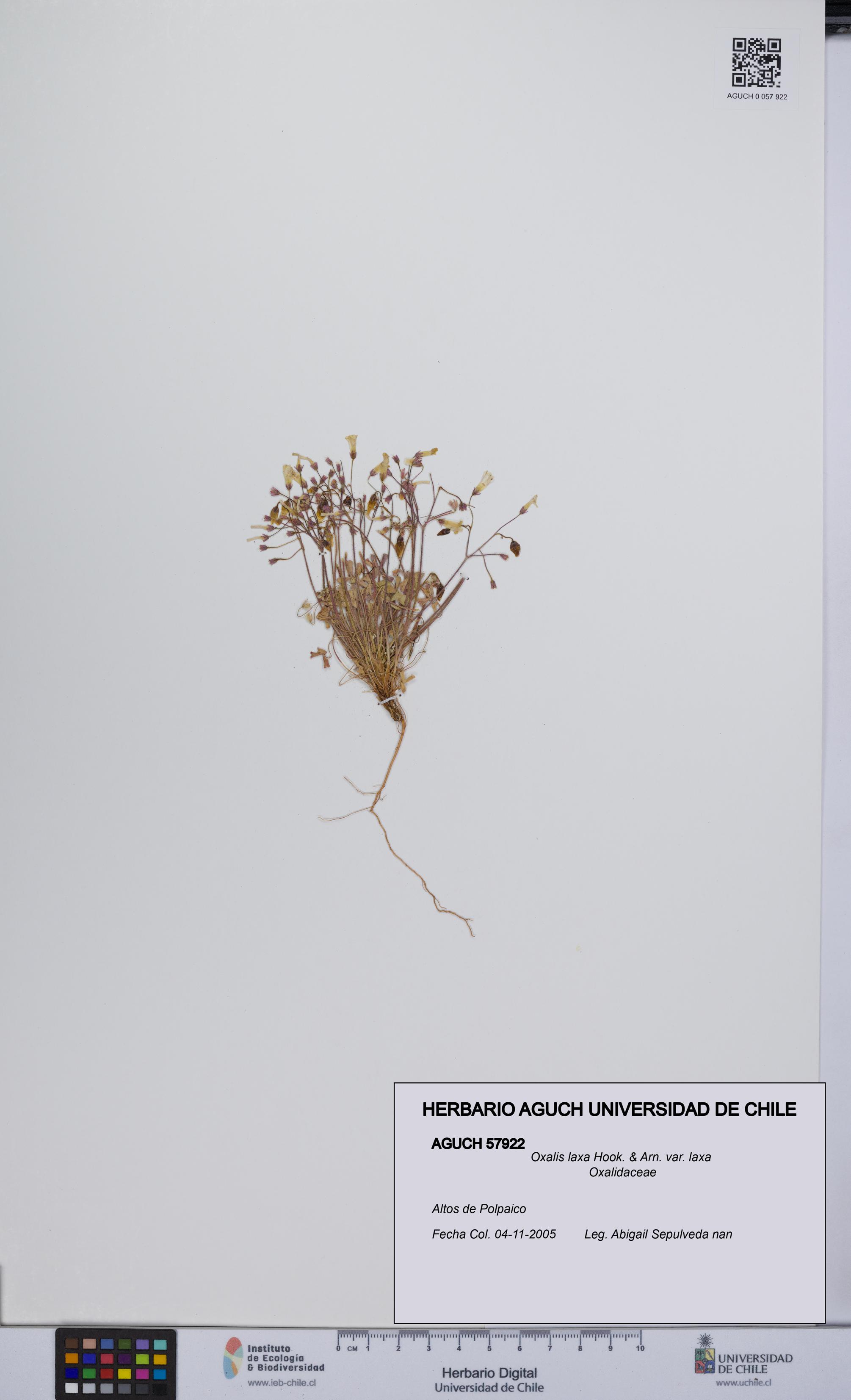 Oxalis laxa var. laxa [Espécimen: UCH:AGUCH:0057922]